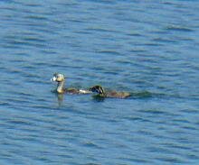 Pied-billed Grebe